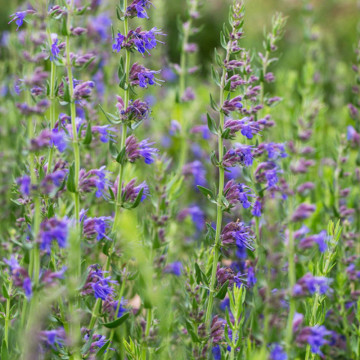 Isop (Hysopus officinalis), planta perena, planta aromatica, planta medicinala - Img 2