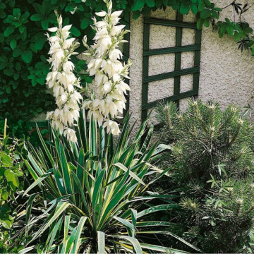 Iuca galbena (Yucca filamentosa Bright Edge), vesnic verde, planta cu flori, flori crem