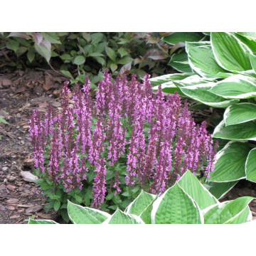 Jales de camp (Salvia nemorosa Rose Queen) Ghiveci 2l, planta perena, planta aromatica, flori roz - Img 2