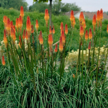 Knifolia (Kniphofia uvaria Flamenco), planta perena, flori portocaliu - Img 2