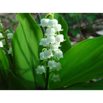 Lacramioare (Convallaria majalis Doreen), planta acoperitoare de sol, planta parfumata, flori alb