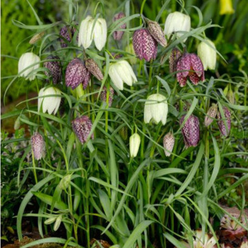 Laleaua pestriță (Fritillaria Meleagris Mix), planta de gradina - Img 3