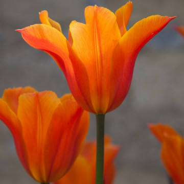 Lalele Ballerina (Tulips Ballerina), bulbi lalele, flori portocaliu - Img 4