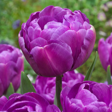 Lalele Blue Diamond (Tulips Blue Diamond), bulbi lalele, flori mov