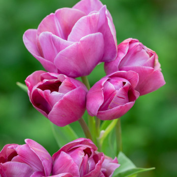 Lalele Blue Heaven (Tulips Blue Heaven), bulbi lalele, flori violet