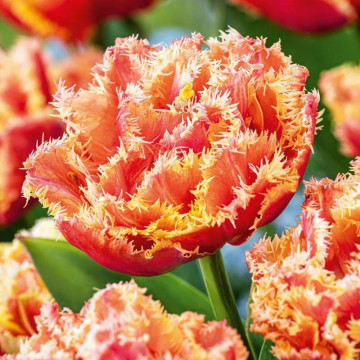 Lalele Brisbane (Tulips Brisbane), bulbi lalele, flori roz