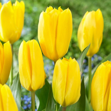 Lalele Candela (Tulips Candela), bulbi lalele, flori galbene - Img 2