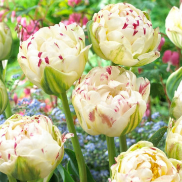 Lalele Danceline (Tulips Danceline), bulbi lalele, flori alb, rosu - Img 2
