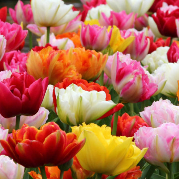 Lalele Double Mix (Tulips Double Mix), bulbi lalele, flori multicolor