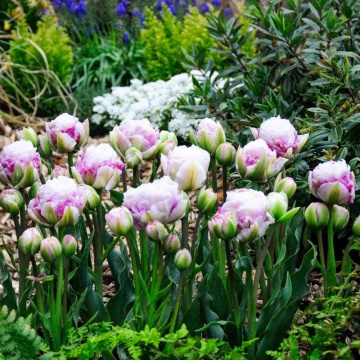 Lalele Double Surprise (Tulips Double Surprise), bulbi lalele, flori alb, roz - Img 3
