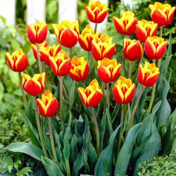 Lalele Dow Jones (Tulips Dow Jones), bulbi lalele, flori galben, rosu - Img 4