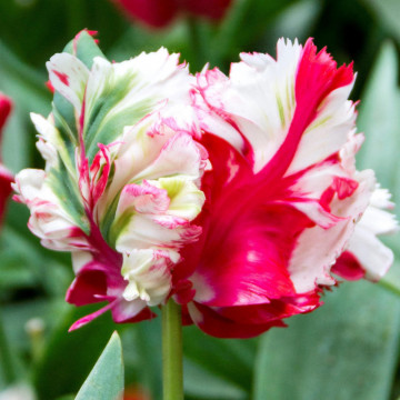 Lalele Estella Rijnveld (Tulips Estella Rinjnveld), bulbi lalele, flori alb, rosu - Img 3