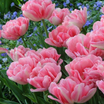 Lalele Foxtrot (Tulips Foxtrot), bulbi lalele, flori roz - Img 2