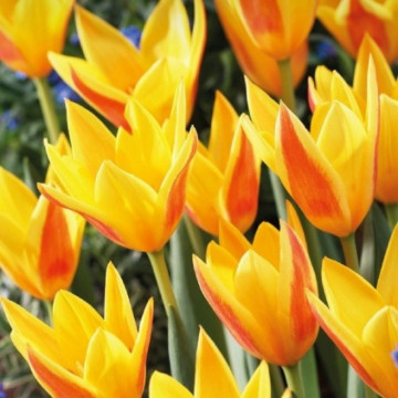 Lalele Giuseppe Verdi (Tulips Giuseppe Verdi), bulbi lalele, flori galben, rosu