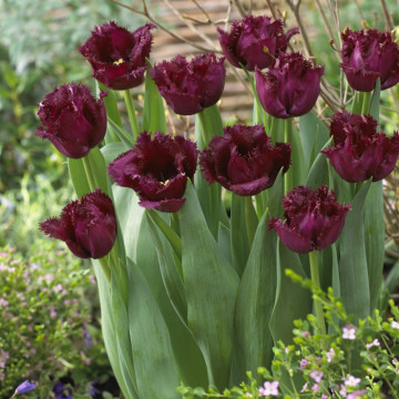 Lalele Gorilla (Tulips Gorilla), bulbi lalele, flori mov - Img 3