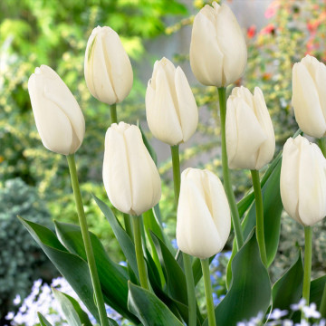 Lalele Hakuun (Tulips Hakuun), bulbi lalele, flori alb - Img 4