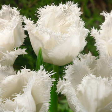 Lalele Honeymoon (Tulips Honeymoon), bulbi lalele, flori alb - Img 3