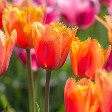 Lalele Lambada (Tulips Lambada), bulbi lalele, flori galben, portocaliu