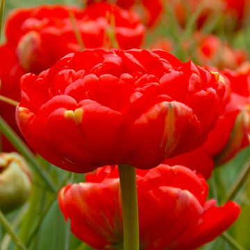 Lalele Miranda (Tulips Miranda), bulbi lalele, flori rosu
