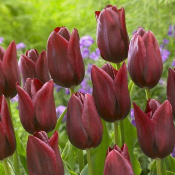 Lalele National Velvet (Tulips National Velvet), bulbi lalele, flori rosu - Img 2