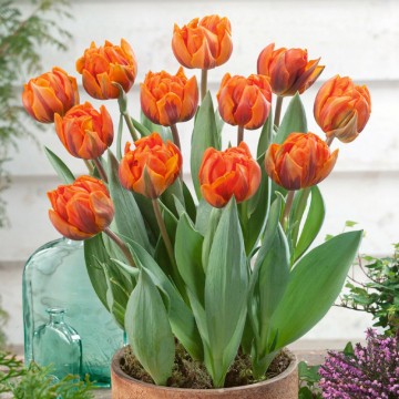 Lalele Orange Princess (Tulips Orange Princess), bulbi lalele, flori portocaliu - Img 4