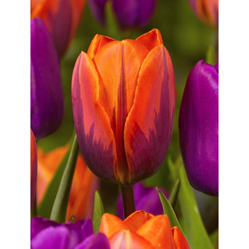 Lalele Prinses Irene (Tulips Prinses Irene)