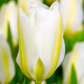 Lalele Purissima (Tulips Purissima)