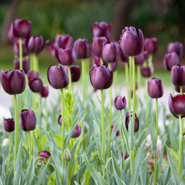 Lalele Queen of Night (Tulips Queen of Night), bulbi lalele, flori negru - Img 2