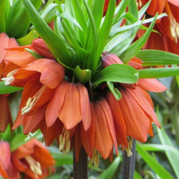 Lalele regale roșii (Fritillaria William Rex), bulbi lalele, flori rosu