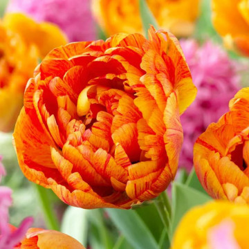 Lalele Sun lover (Tulips Sun lover)