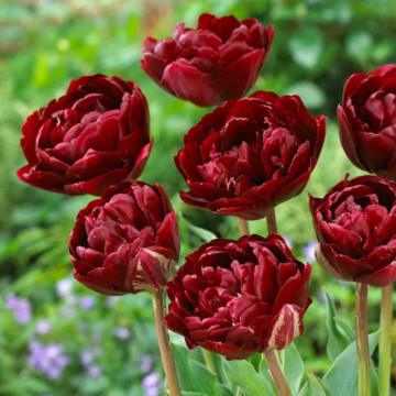 Lalele Uncle Tom (Tulips Uncle Tom), bulbi lalele, flori mov