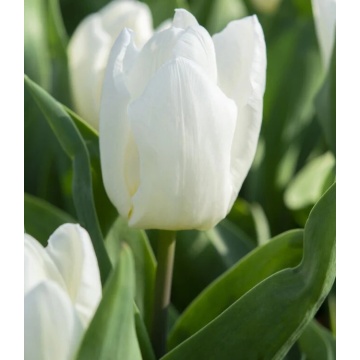 Lalele White Prince (Tulips White Prince) - Img 2