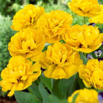 Lalele Yellow Pomponette (Tulips Yellow Pomponette), bulbi lalele, flori galbene - Img 2