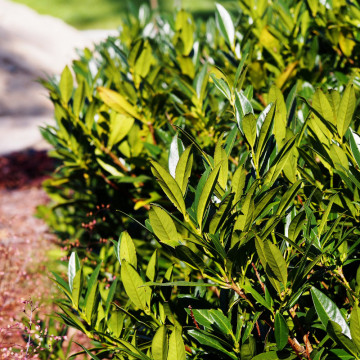 Laur englezesc caucasica (Prunus laurocerasus Caucasica) 60-80 cm, planta gard viu, vesnic verde - Img 2