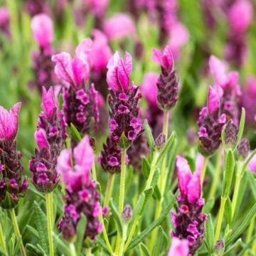 Lavandula stoechas Early Pink