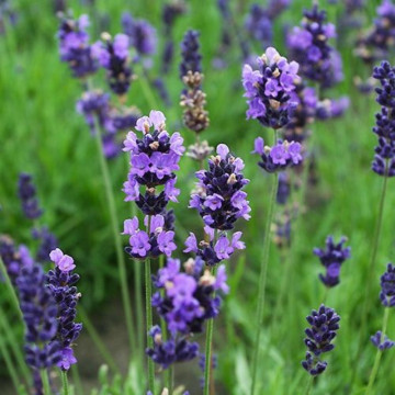 Levantica hidcote (Lavandula angustifolia Hidcote), planta aromatica, flori mov