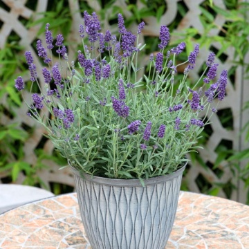 Levantica, lavanda (Lavandula ang. Ardeche Blue), vesnic verde, planta perena, planta aromatica - Img 3