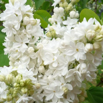 Liliac alb batut (Syringa vulg. M-me Lemoine), arbust ornamental, planta melifera, planta parfumata