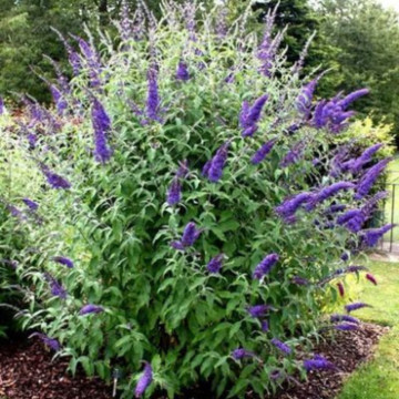 Liliac de vara albastru (Buddleja dav. Empire Blue), planta gard viu, arbust ornamental, planta melifera - Img 4