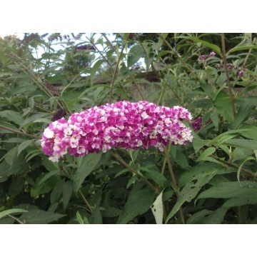 Liliac de vara (Buddleja d. Berries and Creanm) planta gard viu, arbust ornamental, gradina japoneza - Img 2