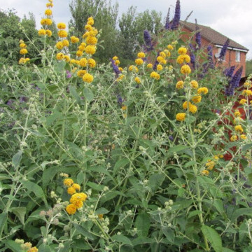 Liliac de vara galben (Buddleja weyeriana Sungold), planta gard viu, planta perena, planta melifera - Img 3