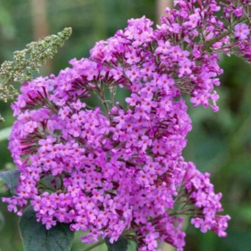 Liliac de vara mov (Buddleja dav. Border Beauty) ghiveci 2 l, planta gard viu, arbust ornamental, planta melifera
