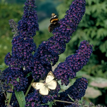 Liliac de vara mov inchis (Buddleja dav. Black Knight) ghiveci 2l, planta gard viu, arbust ornamental, planta melifera