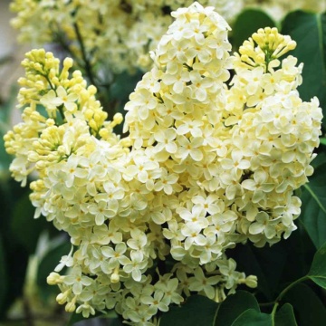 Liliac galbui (Syringa vulgaris Primrose), planta gard viu, arbust ornamental, planta parfumata