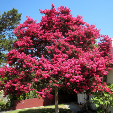 Liliac indian (Lagerstroemia ind. 'Coccinea ) ghiveci 2 l - Img 3
