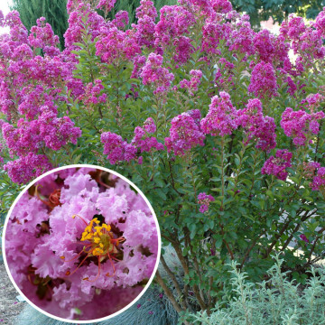 Liliac indian (Lagerstroemia ind Petite orchid), arbust ornamental, flori roz - Img 3