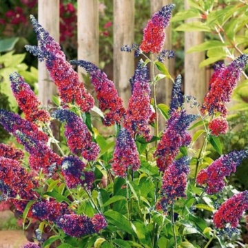 Liliac multicolor (Buddleja dav. Flower Power), planta gard viu, arbust ornamental, gradina japoneza