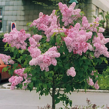 Liliac roz (Syringa vulgaris Esther Staley), arbust ornamental, planta melifera, planta parfumata - Img 3