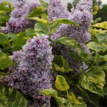 Liliac vărgat (Syringa vulgaris aucubaefolia), planta gard viu, arbust ornamental, planta parfumata