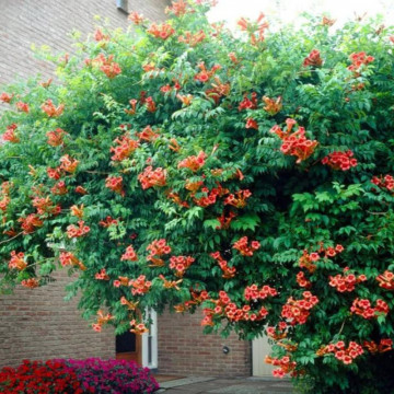 Luleaua/pipa turcului rosie (Campsis Flamenco), planta gard viu, planta cataratoare - Img 3